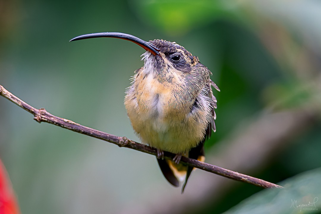 kolibřík dlouhoocasý - ML619169431