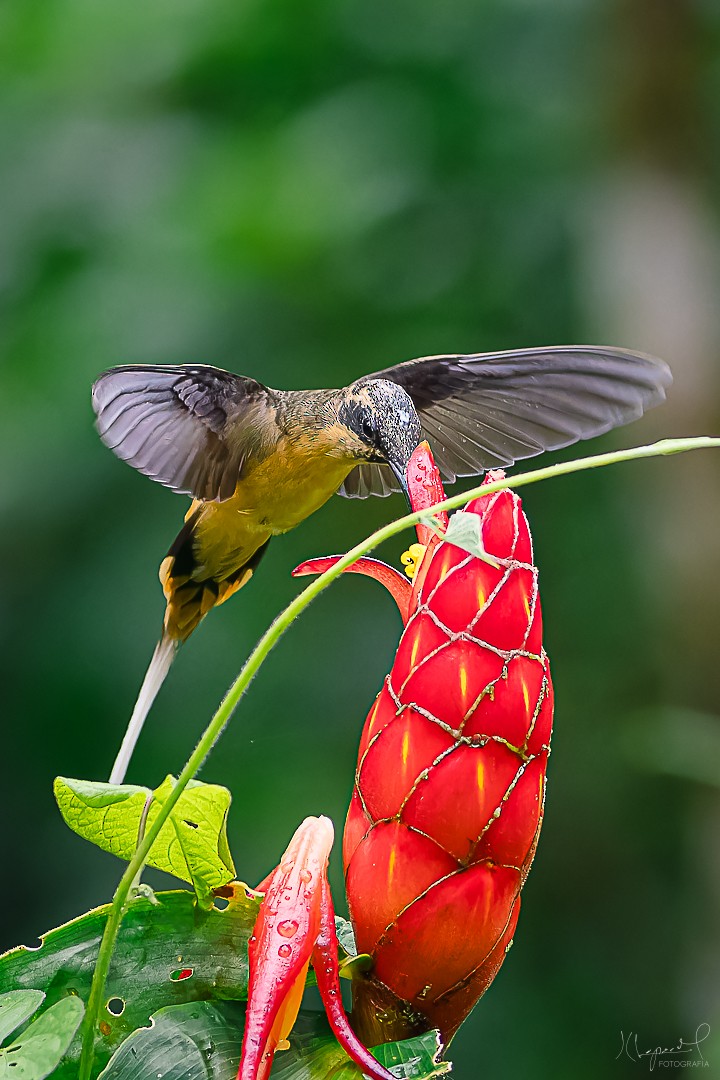 Ржавчатый колибри-отшельник - ML619169435