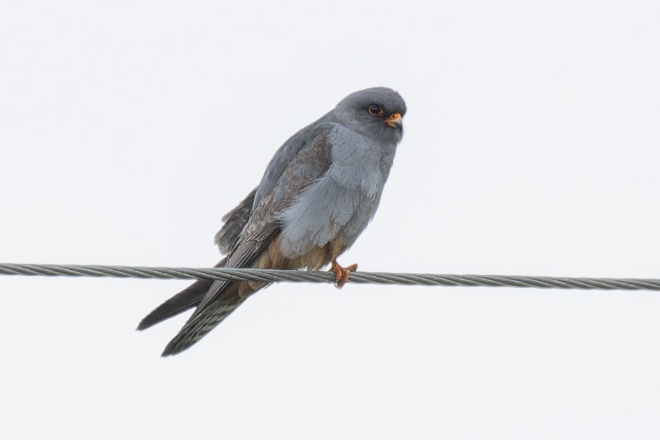 Red-footed Falcon - ML619169469