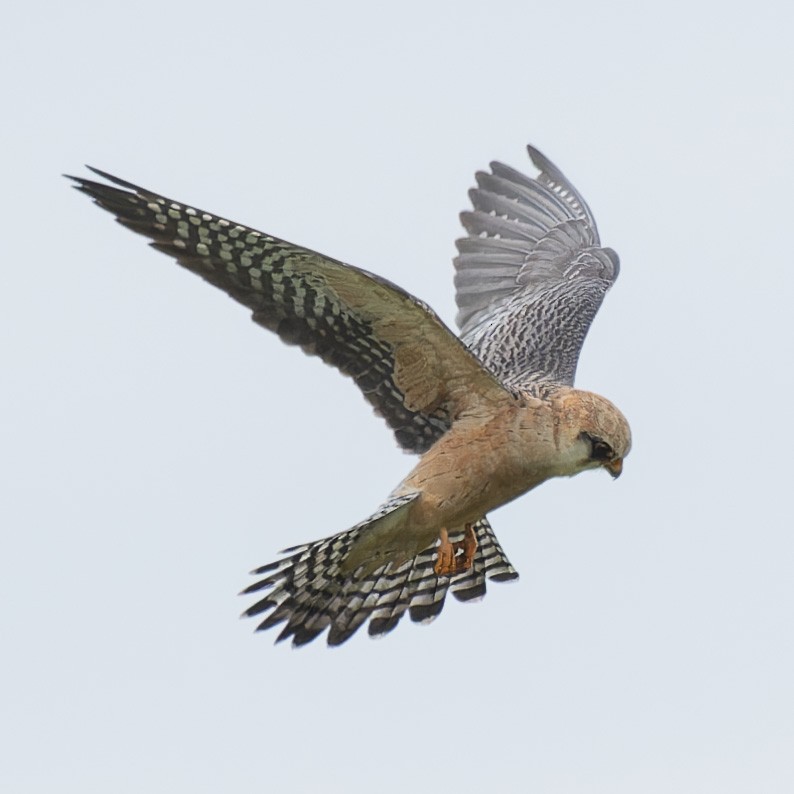 Red-footed Falcon - ML619169470