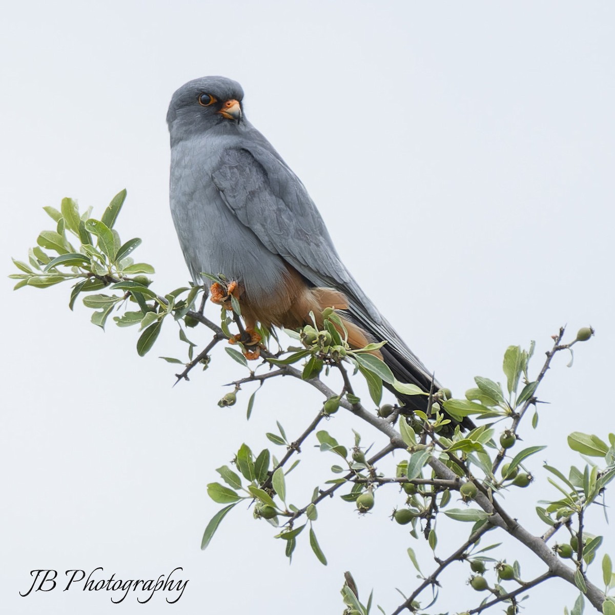 Red-footed Falcon - ML619169471