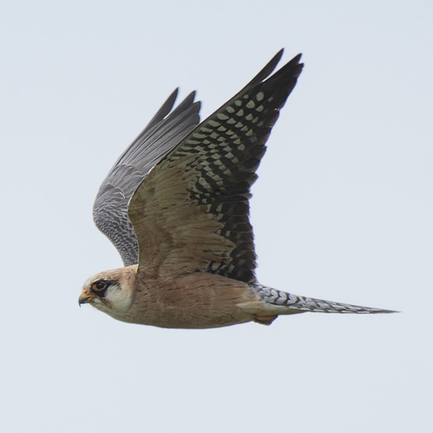 Red-footed Falcon - ML619169472