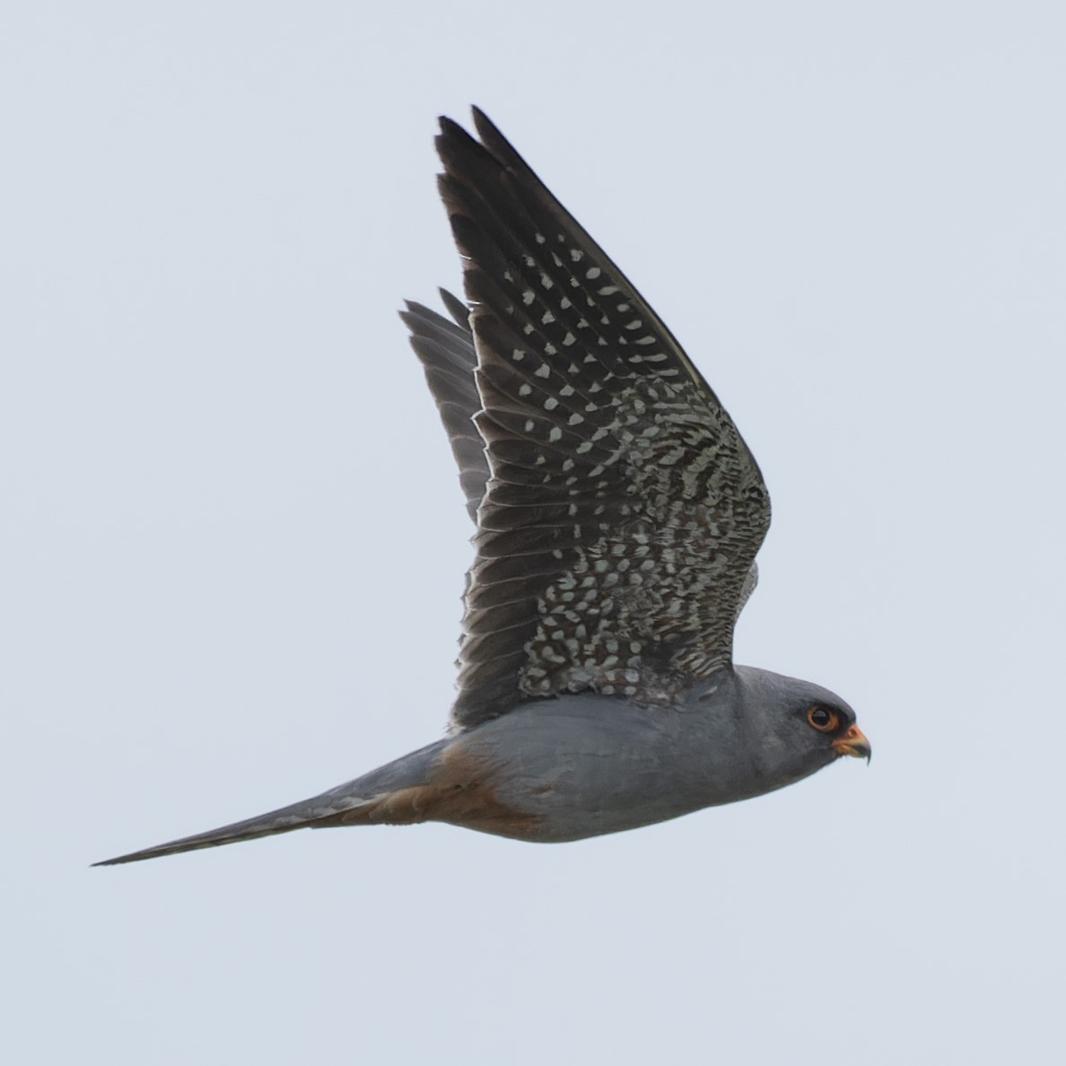 Red-footed Falcon - ML619169475