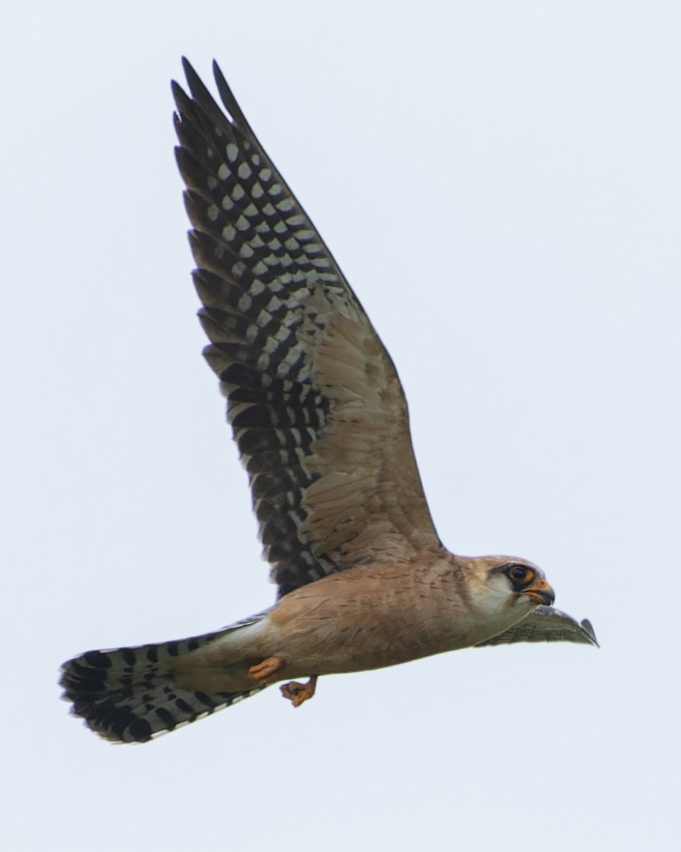 Red-footed Falcon - ML619169476
