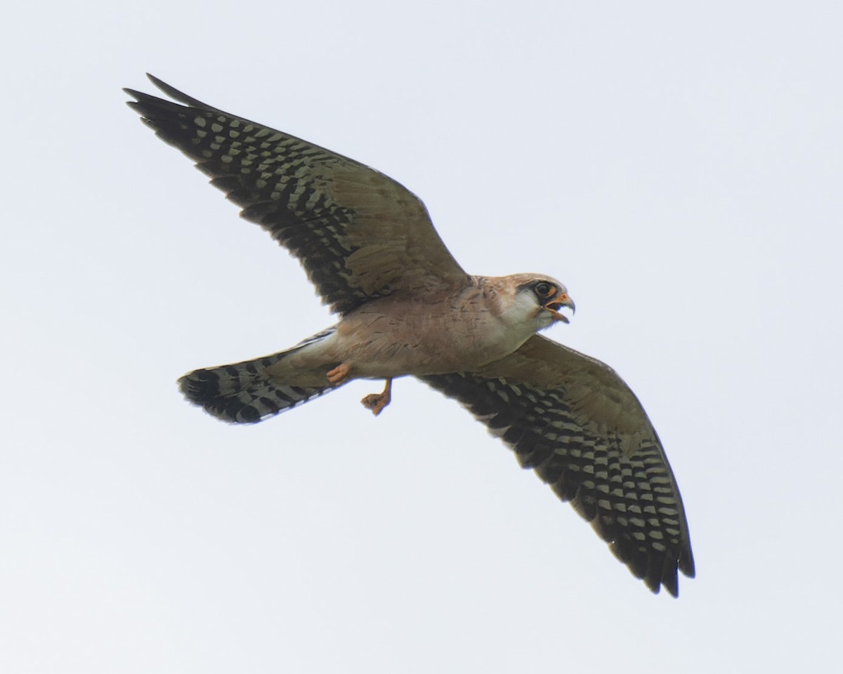 Red-footed Falcon - ML619169477