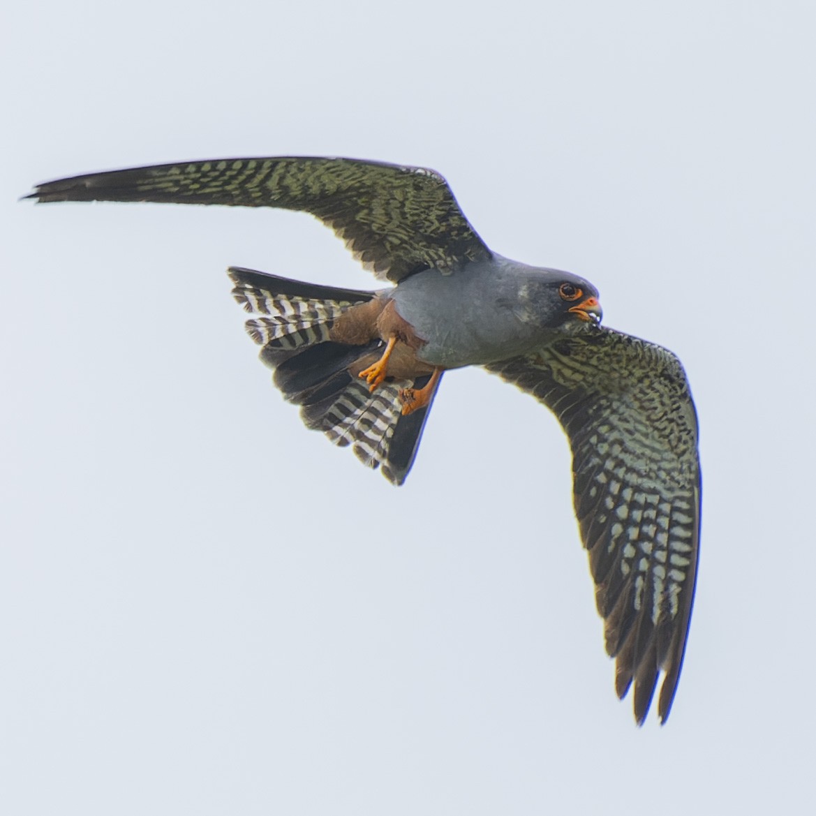 Red-footed Falcon - ML619169478
