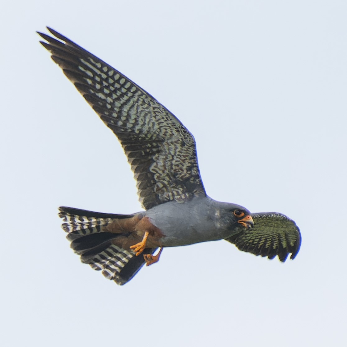 Red-footed Falcon - ML619169479
