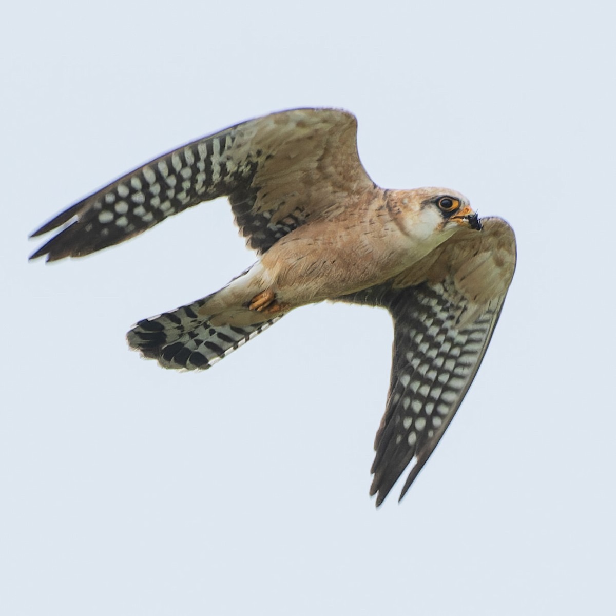 Red-footed Falcon - ML619169480