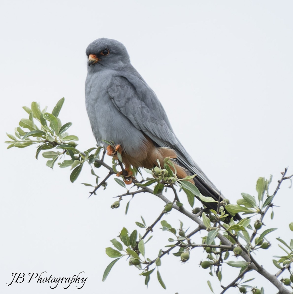 Red-footed Falcon - ML619169481