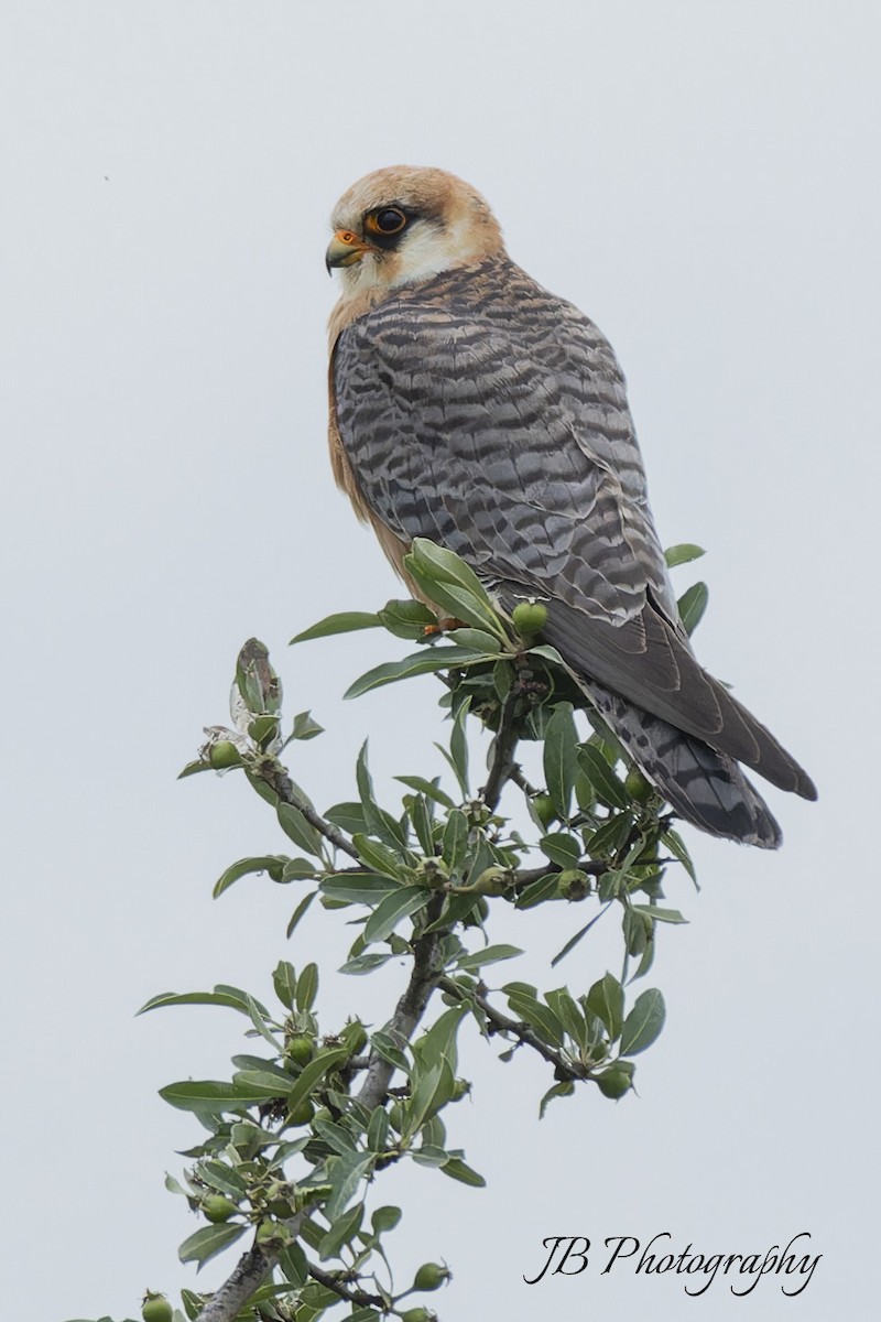 Red-footed Falcon - ML619169482