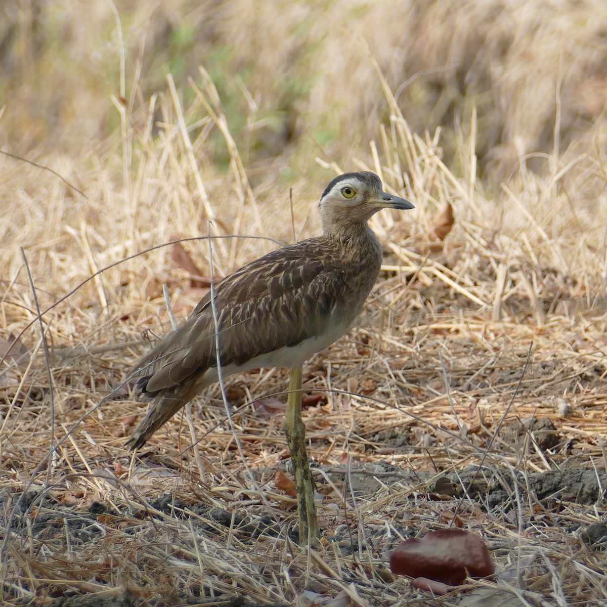 Double-striped Thick-knee - ML619169532