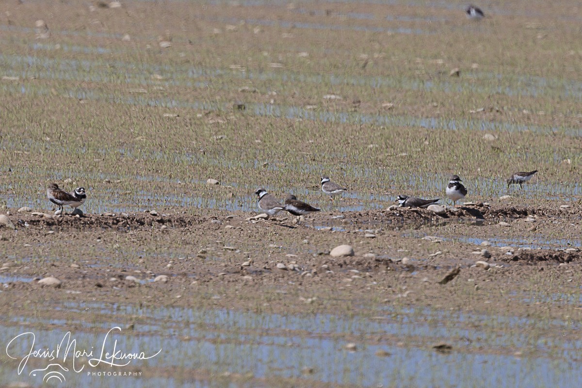 Common Ringed Plover - ML619169543