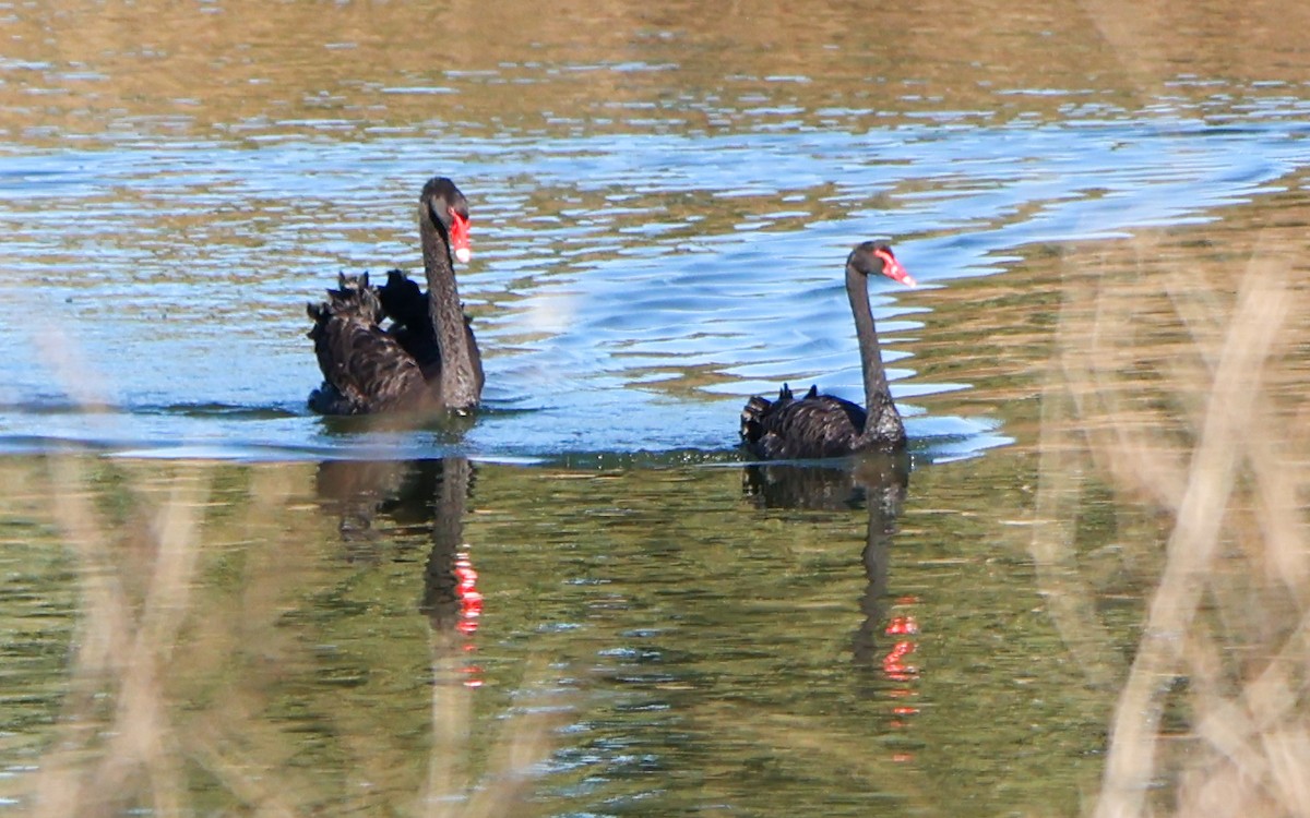 Black Swan - ML619169545