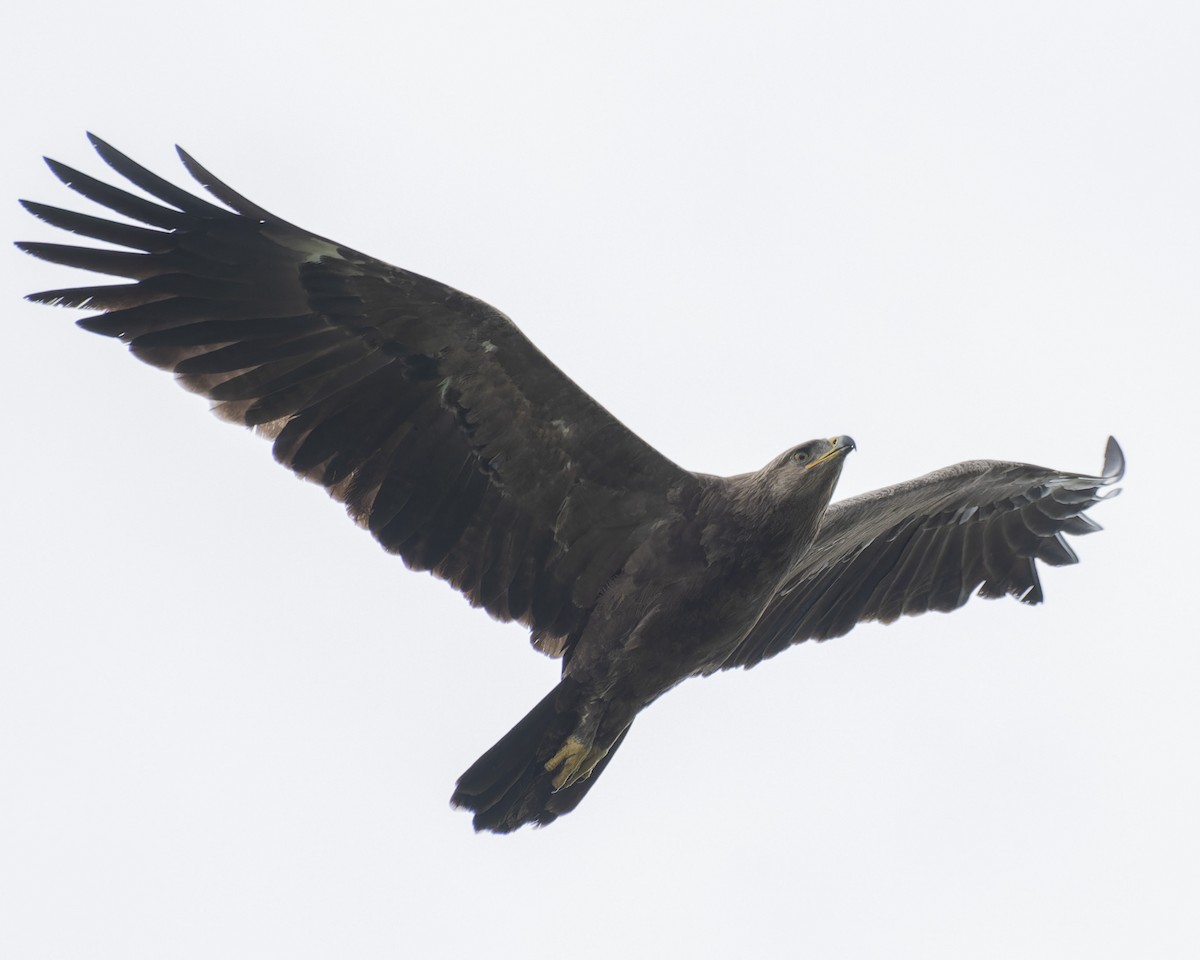 Lesser Spotted Eagle - ML619169547