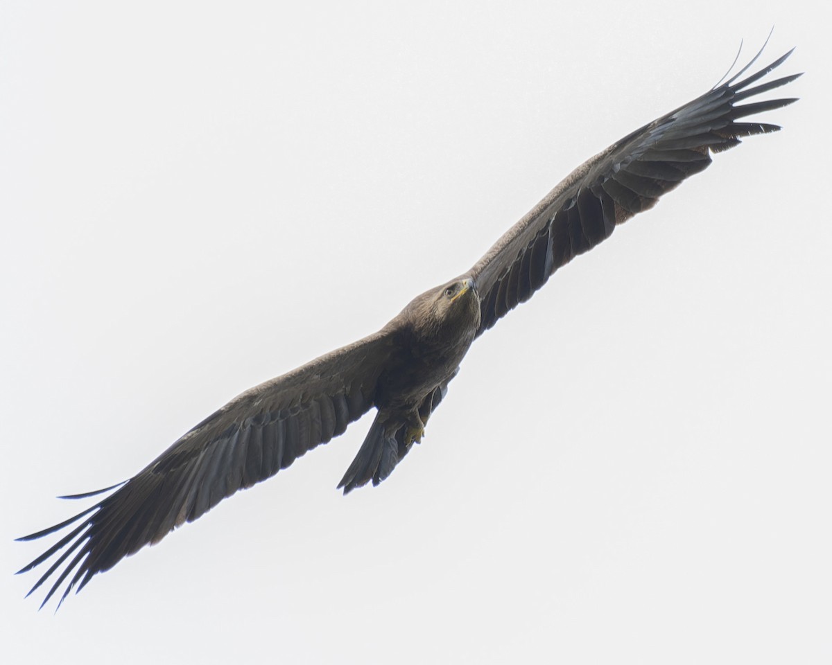 Lesser Spotted Eagle - ML619169548