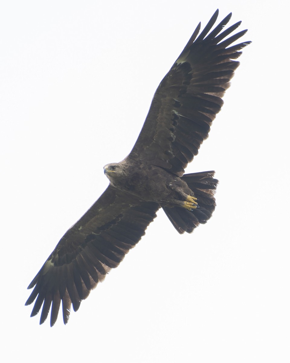 Lesser Spotted Eagle - ML619169549
