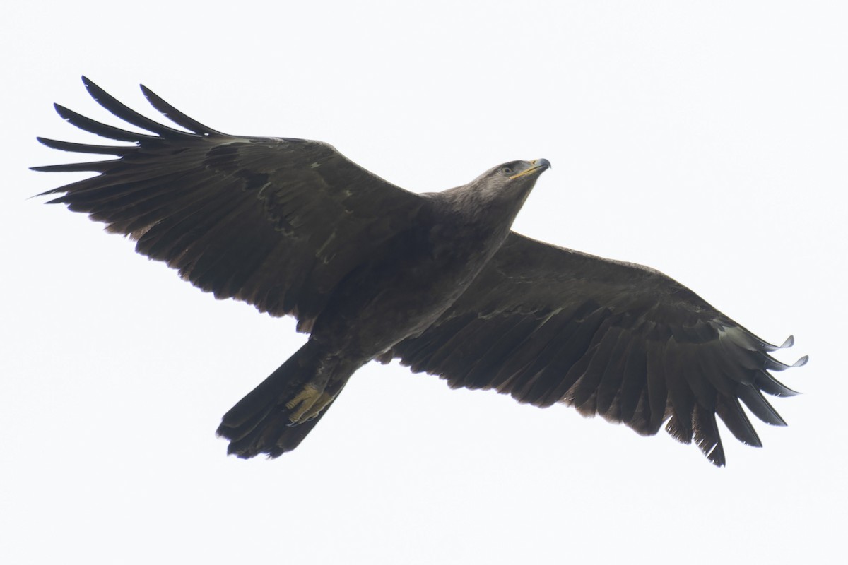 Lesser Spotted Eagle - ML619169550
