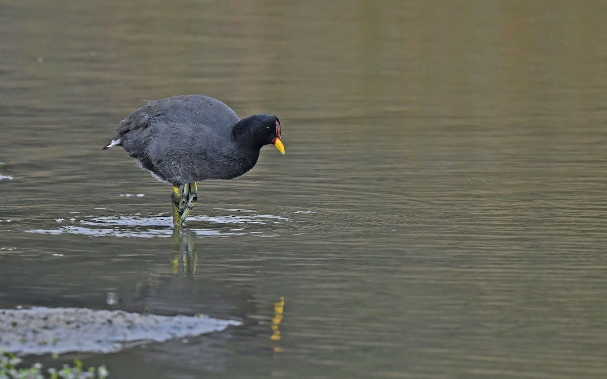 Red-fronted Coot - ML619169574