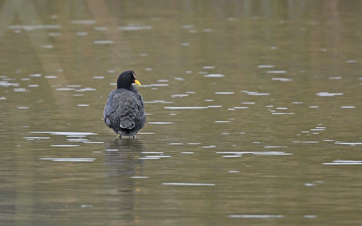 Red-fronted Coot - ML619169575