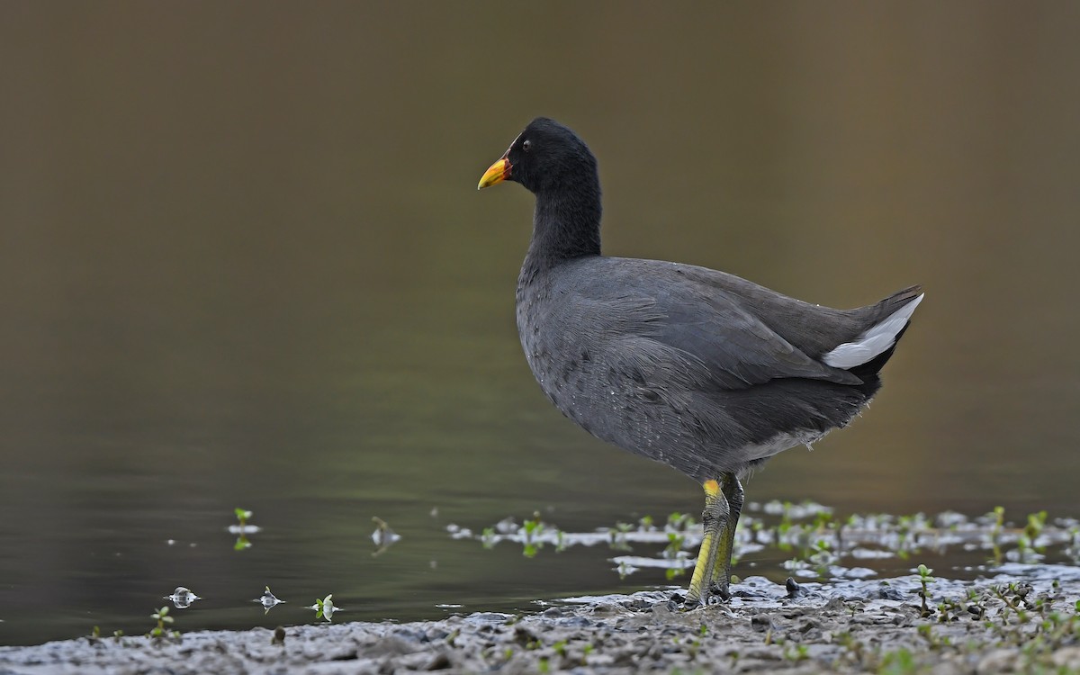 Red-fronted Coot - ML619169577
