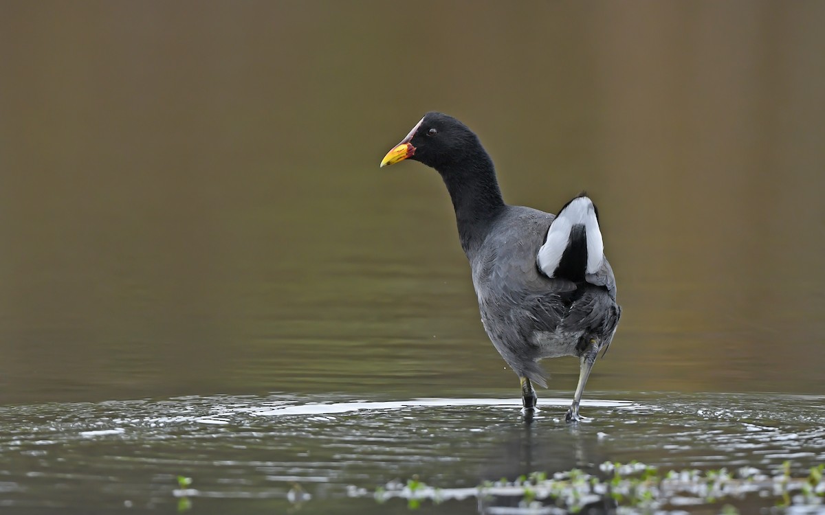 Red-fronted Coot - ML619169579