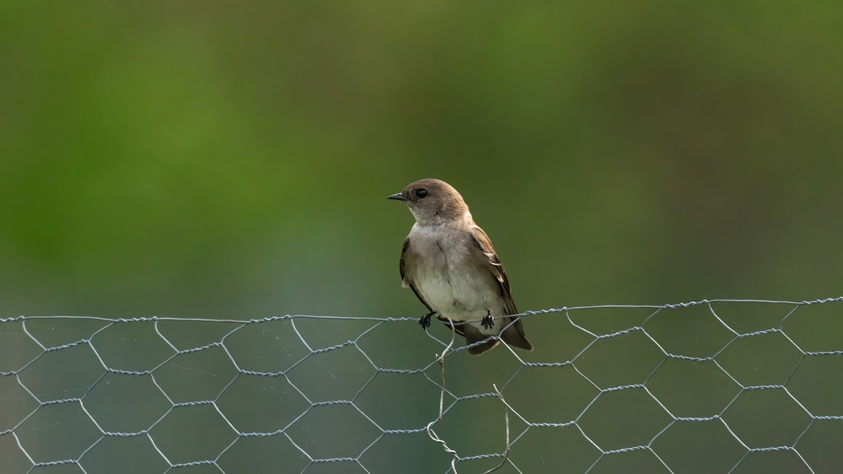 Northern Rough-winged Swallow - ML619169616