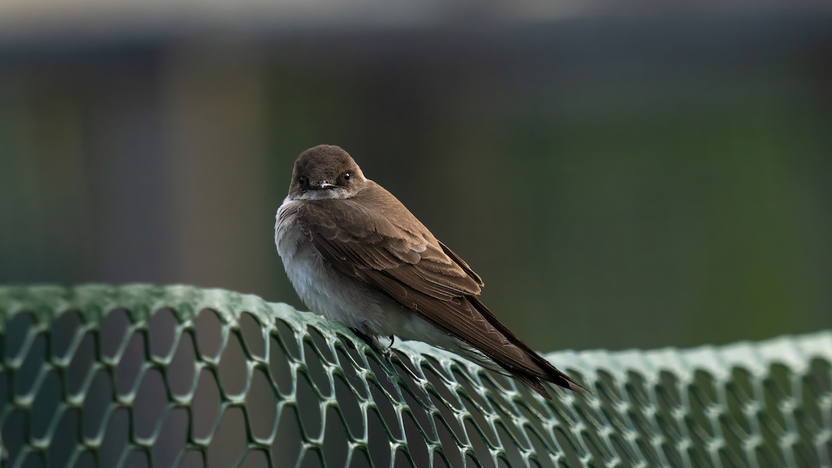 Northern Rough-winged Swallow - ML619169617