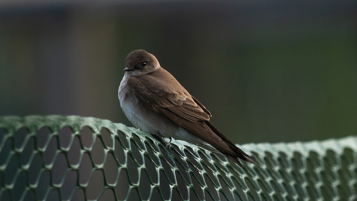 Northern Rough-winged Swallow - ML619169618