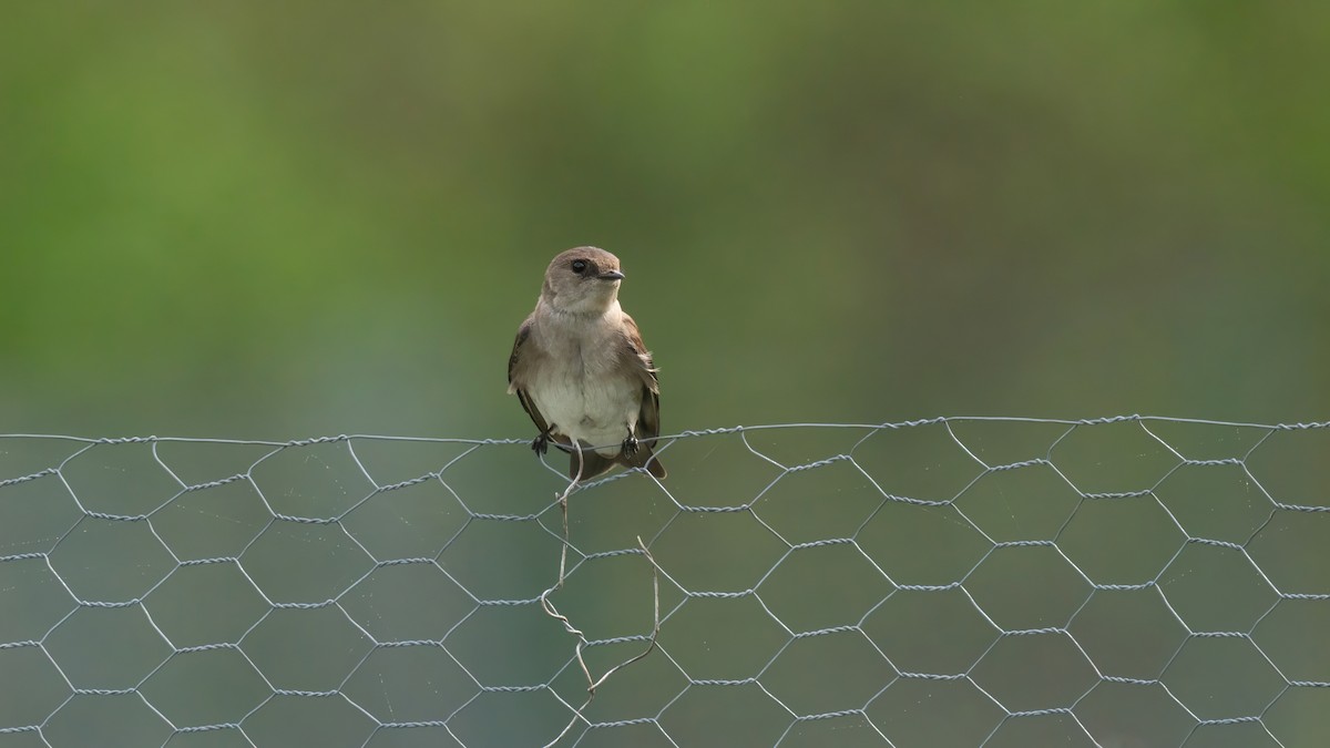 Northern Rough-winged Swallow - ML619169620