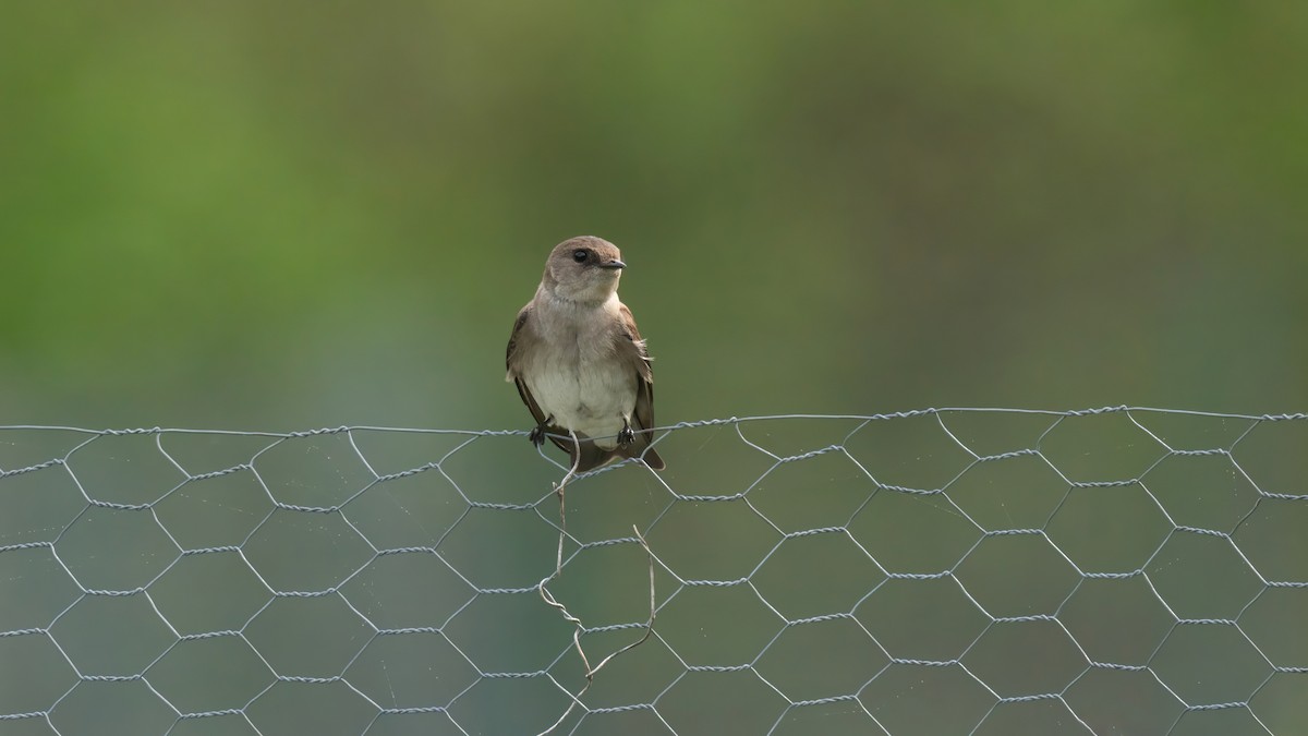 Northern Rough-winged Swallow - ML619169621