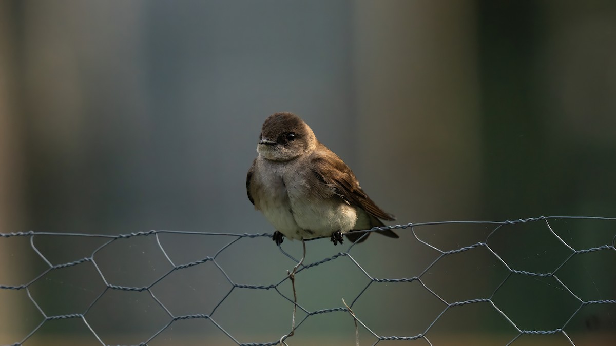 Northern Rough-winged Swallow - ML619169624