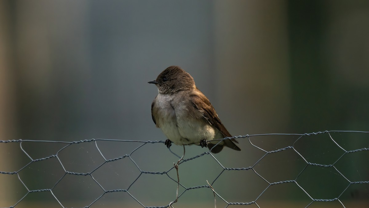 Northern Rough-winged Swallow - ML619169625