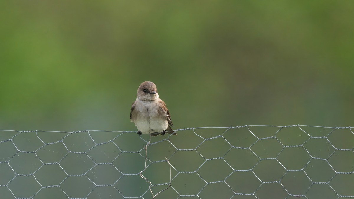 Northern Rough-winged Swallow - ML619169626