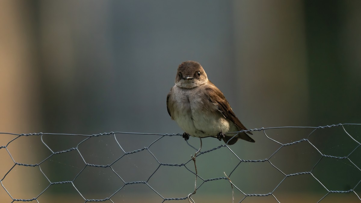 Northern Rough-winged Swallow - ML619169627