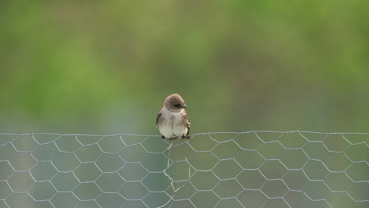 Northern Rough-winged Swallow - ML619169628