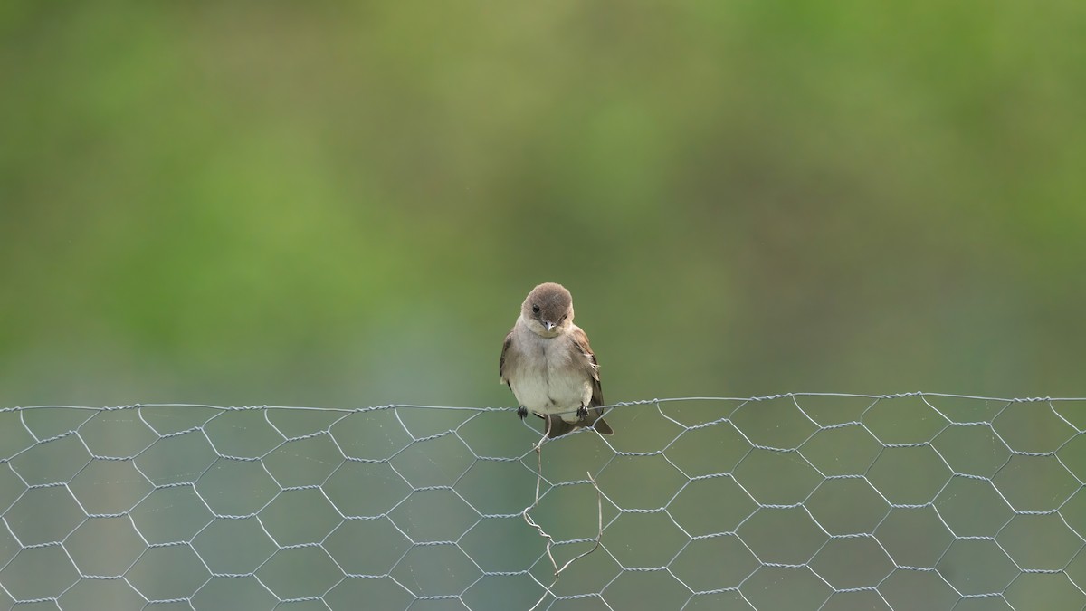 Northern Rough-winged Swallow - ML619169629