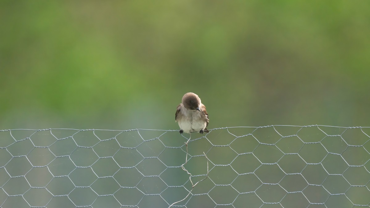 Northern Rough-winged Swallow - ML619169630