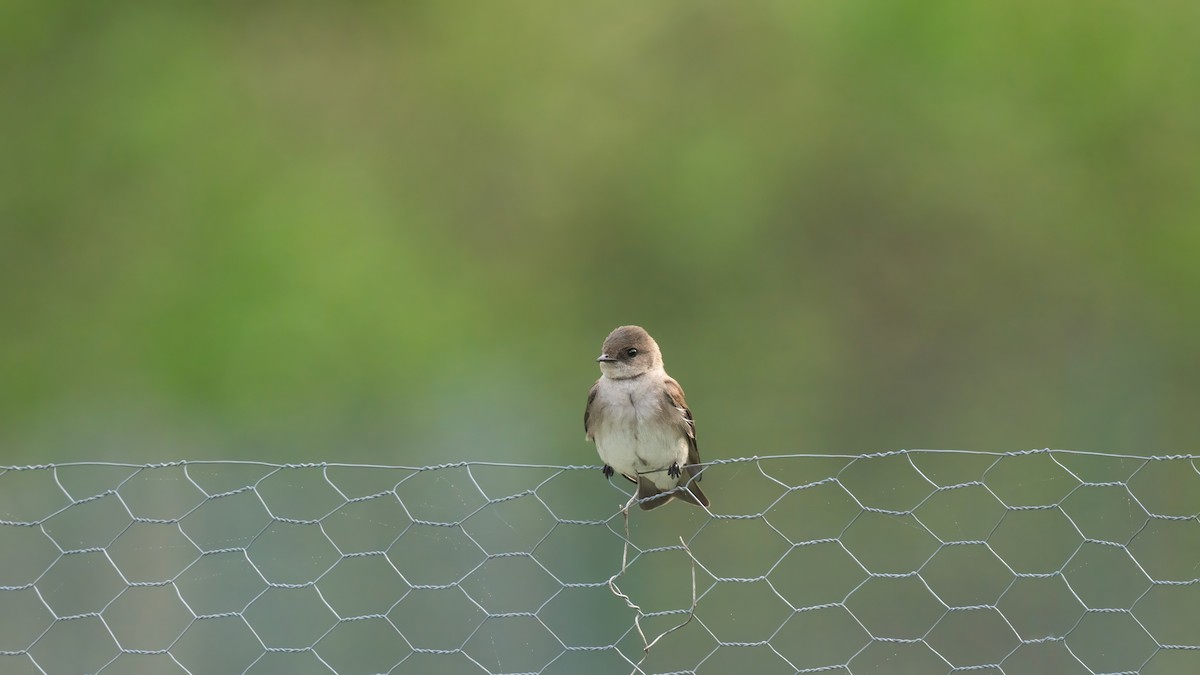 Northern Rough-winged Swallow - ML619169631
