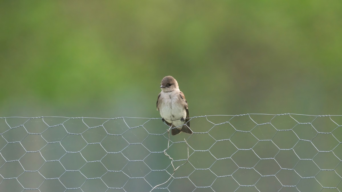Northern Rough-winged Swallow - ML619169632