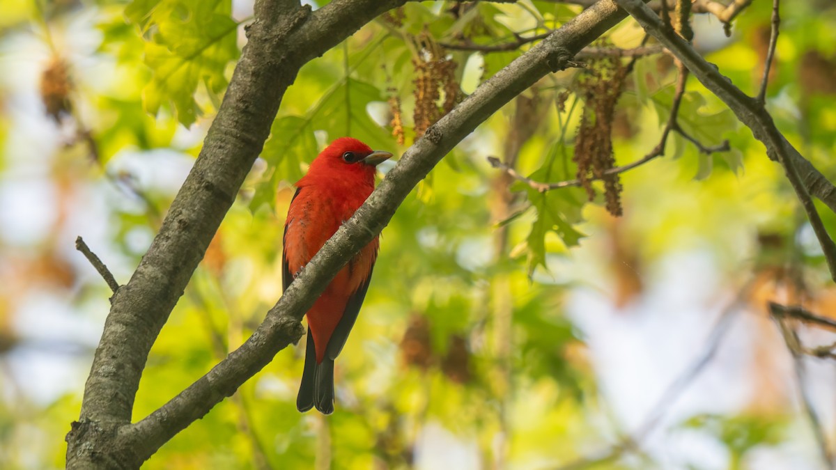Scarlet Tanager - ML619169659