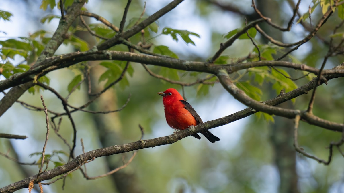 Scarlet Tanager - ML619169661