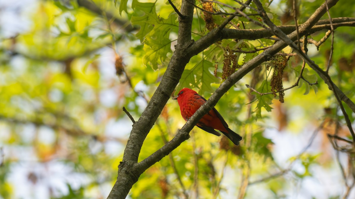 Scarlet Tanager - ML619169662