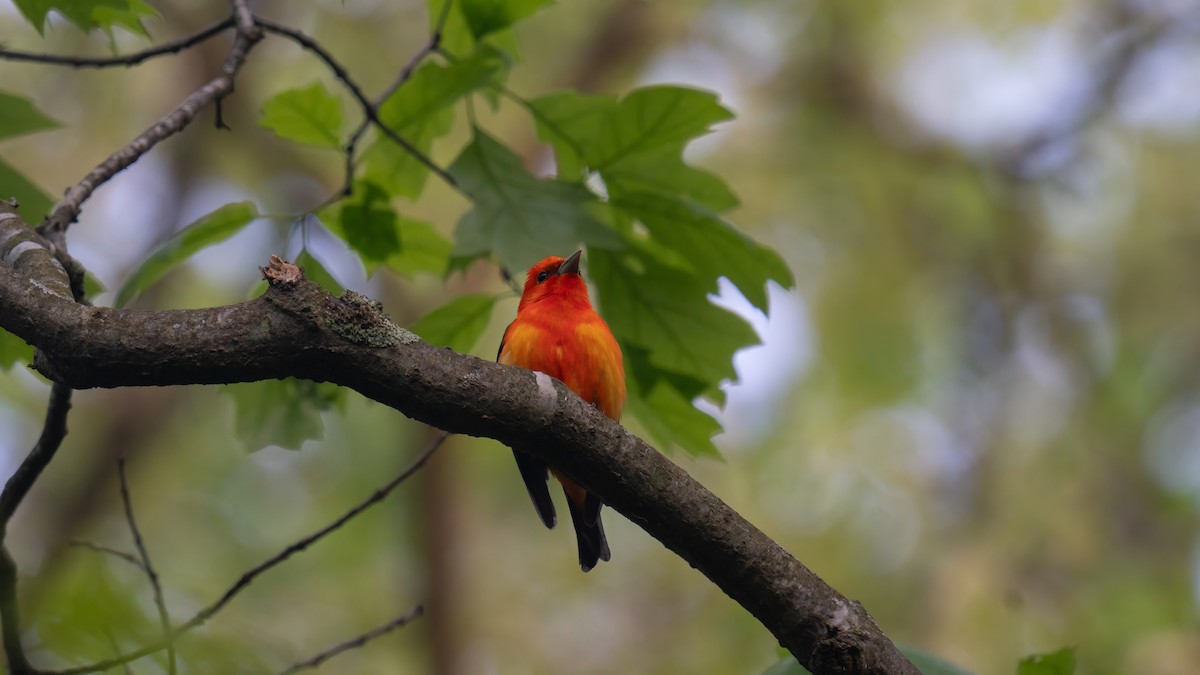 Scarlet Tanager - ML619169663