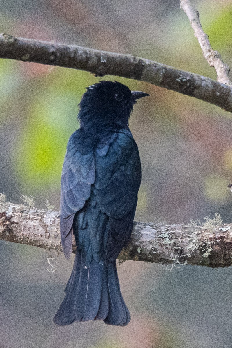 Square-tailed Drongo-Cuckoo - ML619169679
