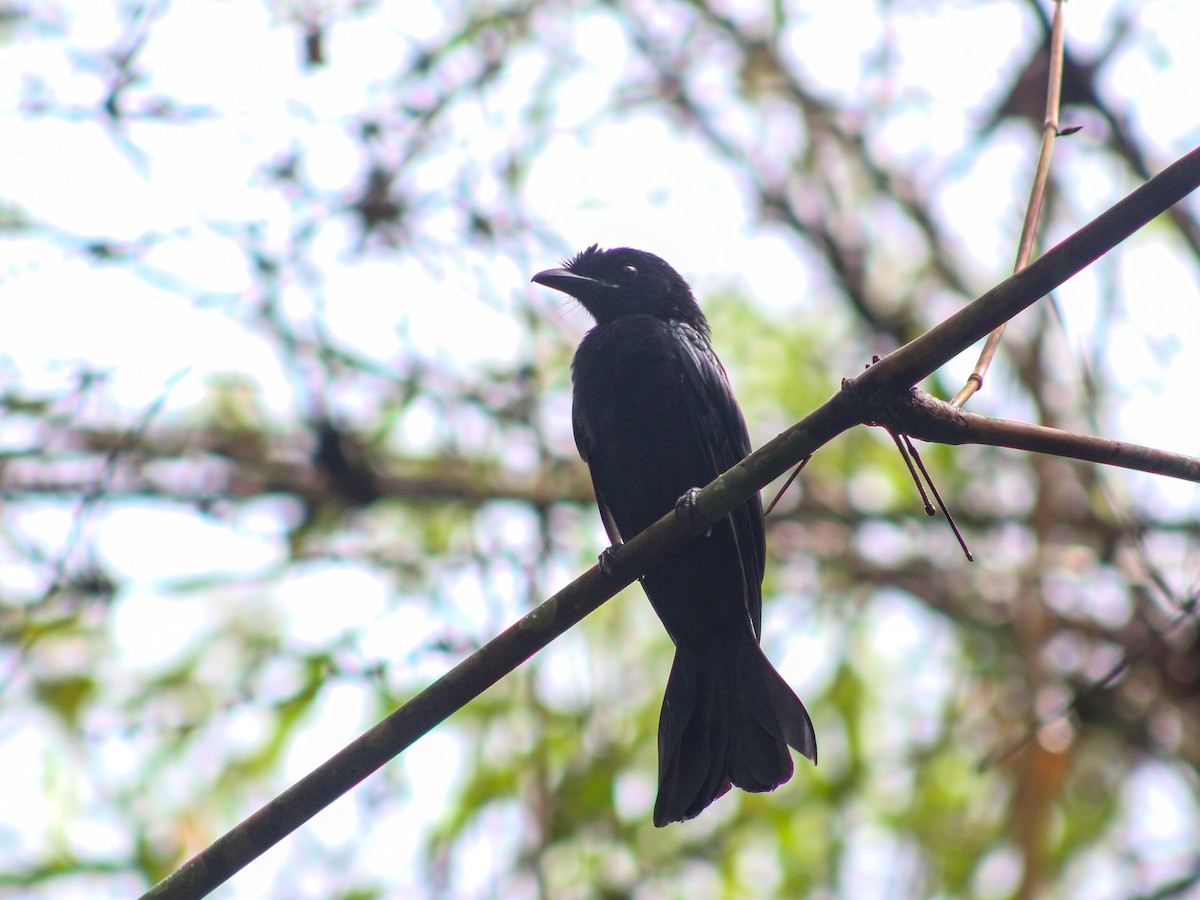 Greater Racket-tailed Drongo - ML619169697