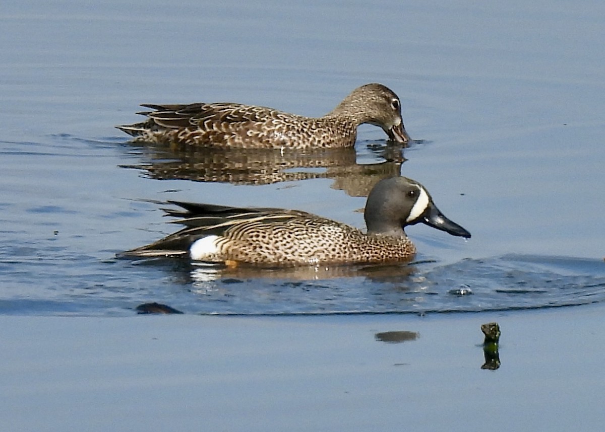 Blue-winged Teal - ML619169700