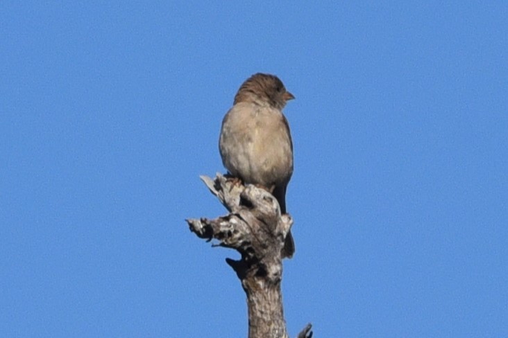 Southern Gray-headed Sparrow - ML619169704