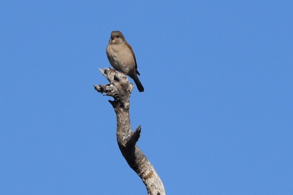 Southern Gray-headed Sparrow - ML619169705