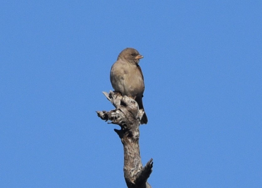 Southern Gray-headed Sparrow - ML619169706