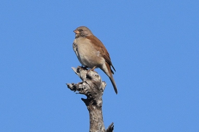 Southern Gray-headed Sparrow - ML619169707